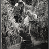 Sam Waterston and Alix Elias in the New York Shakespeare Festival stage production As You Like It