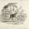 Deer.