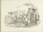 Young woman milking a cow.