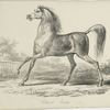 Cheval arabe.
