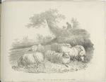 Sheep and shepherd in a landscape.