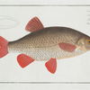 Cyprinus Erythrophthalmus [Erythrophtalmus], The Rud.