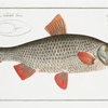 Cyprinus Rutilus, The Roach.
