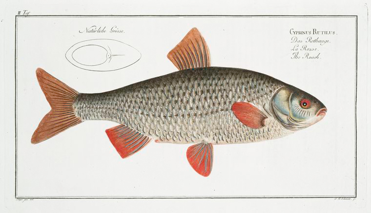 Cyprinus Rutilus, The Roach. - NYPL Digital Collections