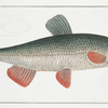 Cyprinus Nasus, The Nase-Carp.