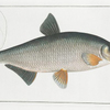 Cyprinus Vimba, The Vimba.