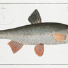 Cyprinus Dobula, The Dobula.