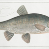 Cyprinus Jeses, The Chub.