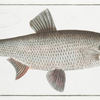 Cyprinus Aspius, The Aspius.