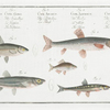 1. Cyprinus bipunctatus, The Sperlin; 2. Cyprinus Gobio, The Gudgeon; 3. Cyprinus Amarus, The Bitter-Carp; 4. Cyprinus Alburnus, The Bleak; 5. Cyprinus Phoxinus, The Minow.