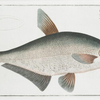 Cyprinus Ballerus, The Baller-Carp.