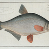 Cyprinus Blicca, The Blicca.