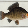 Cyprinus Carassius, The Crucian.