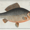 Cyprinus Gibelio, The Gibel.