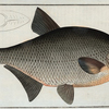 Cyprinus Brama, The Bream.
