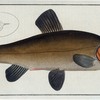 Cypirnus Tinca, The Tench
