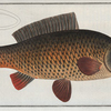 Cyprinus Carpio, The Carp.