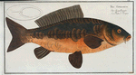 Rex Cyprinorum, The Royal-Carp.