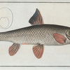 Cyprinus Barbus, The Barbel.