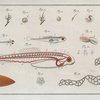 De la manière de faire éclorre... Fig. 1-19