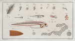 De la manière de faire éclorre... Fig. 1-19