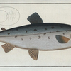Salmo Salar, The Salmon.