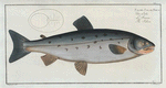 Salmo Salar, The Salmon.
