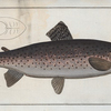 Salmo Trutta, The Trut.