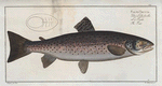 Salmo Trutta, The Trut.