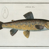 Salmo Fario, The Trout.