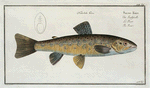 Salmo Fario, The Trout.