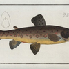 Salmo Fario, The brown Trout.