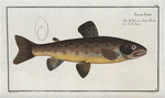Salmo Fario, The brown Trout.