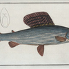 Salmo Thymallus, The Grayling.