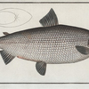 Salmo Thymallus latus, The Broad-Gwiniad.