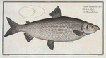 Salmo Thymallus latus, The Broad-Gwiniad.