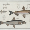 1. Salmo Eperlano-marinus, The Smelt; 2. Salmo Eperlanus, The Lesser Smelt; 3. Salmo Marænula, The Small Maræne.