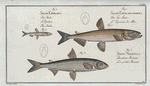 1. Salmo Eperlano-marinus, The Smelt; 2. Salmo Eperlanus, The Lesser Smelt; 3. Salmo Marænula, The Small Maræne.