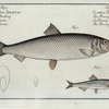1. Clupea Harengus, The Herring; 2. Clupea Sprattus, The Sprat.