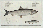 1. Clupea Harengus, The Herring; 2. Clupea Sprattus, The Sprat.