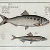 1. Clupea Alosa, The Schad; 2. Clupea Encrasicolus, The Anchovy.