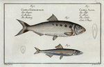 1. Clupea Alosa, The Schad; 2. Clupea Encrasicolus, The Anchovy.