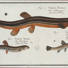 1. Cobitis Fossilis, The Muddy-Loach; 2. Cobitis Taenia, The Ribban-Loach; 3. Cobitis Bartula, The Bearded-Loach.