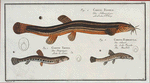 1. Cobitis Fossilis, The Muddy-Loach; 2. Cobitis Taenia, The Ribban-Loach; 3. Cobitis Bartula, The Bearded-Loach.