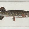 Esox Lucio, The Pike.