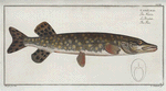 Esox Lucio, The Pike.