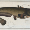Silurus Glanis, The Sheat-fish.