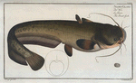 Silurus Glanis, The Sheat-fish.