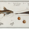 1. Silurus Clarias, The Longbearded; 3. Silurus Ascita, The Crack-Belly.