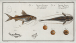 1. Silurus Clarias, The Longbearded; 3. Silurus Ascita, The Crack-Belly.